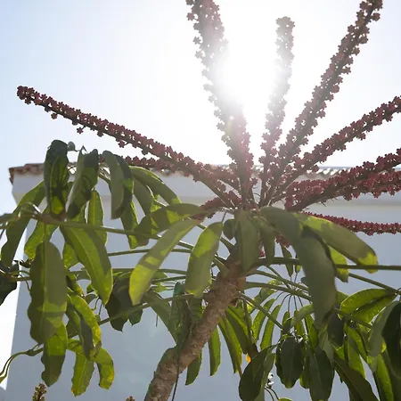 アパートホテル Fuentepark コラレホ